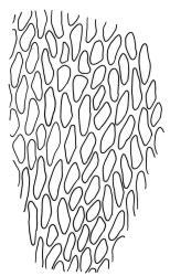 Pseudoleskea imbricata, mid laminal cells.Drawn from B.H. Macmillan 80/40, CHR 267654.
 Image: R.C. Wagstaff © Landcare Research 2018 